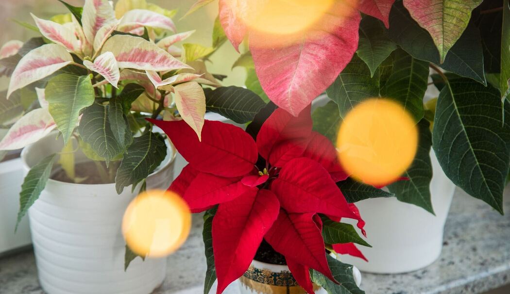 Verschiedene Weihnachtssterne stehen auf einer Fensterbank