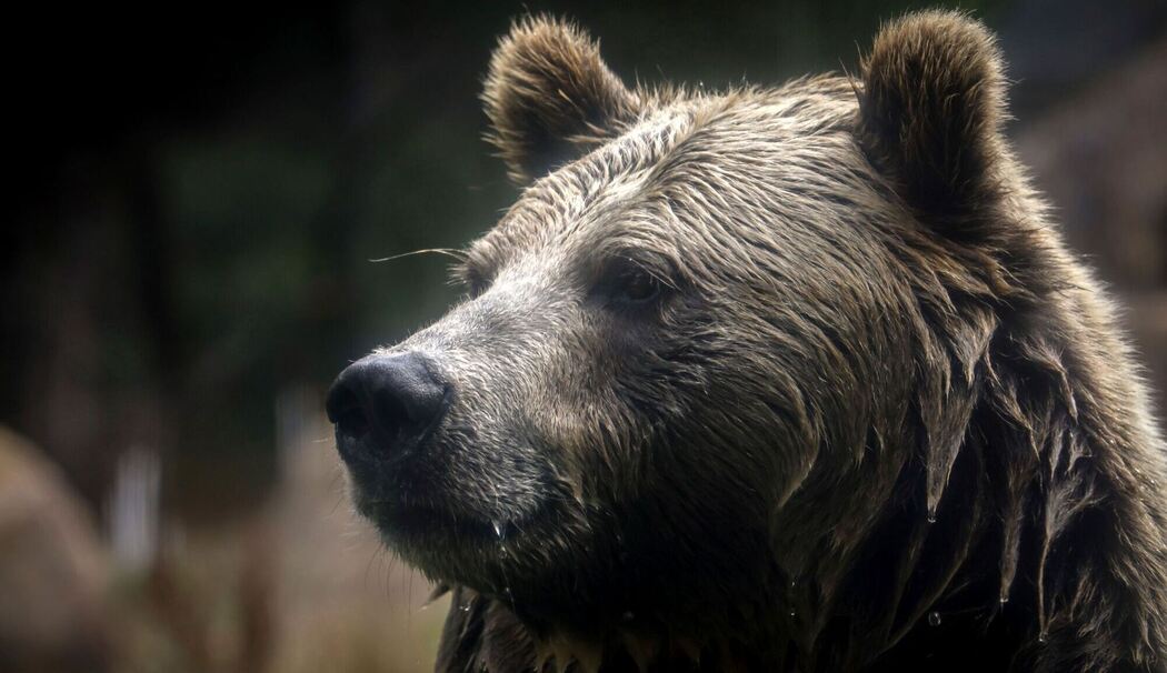 Grizzlybär-Bestände in den Rocky Mountains erholen sich Grizzlybär-Bestände in den Rocky Mountains erholen sich