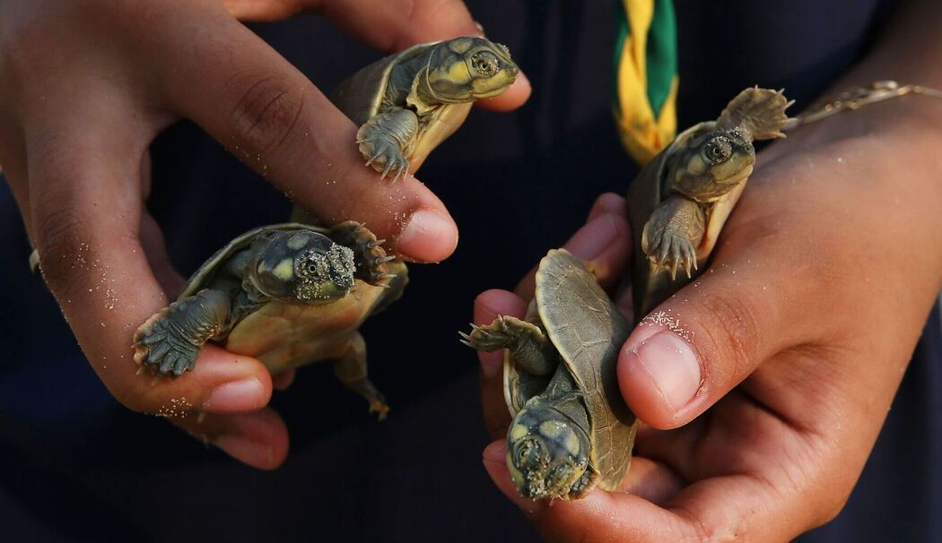 Schildkröten in Brasilien