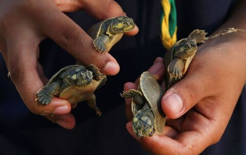 Schildkröten in Brasilien