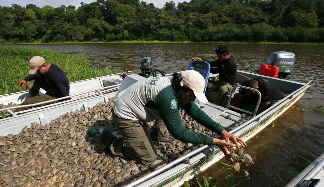 Schildkröten in Brasilien