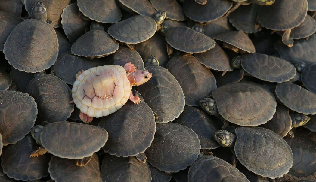 Schildkröten in Brasilien