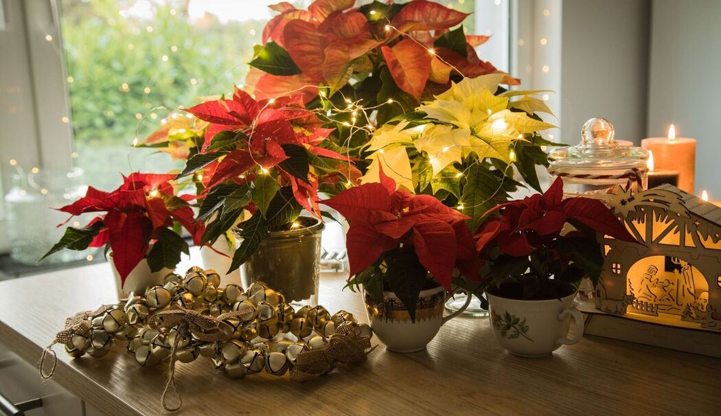 Weihnachtssterne auf einem Tisch