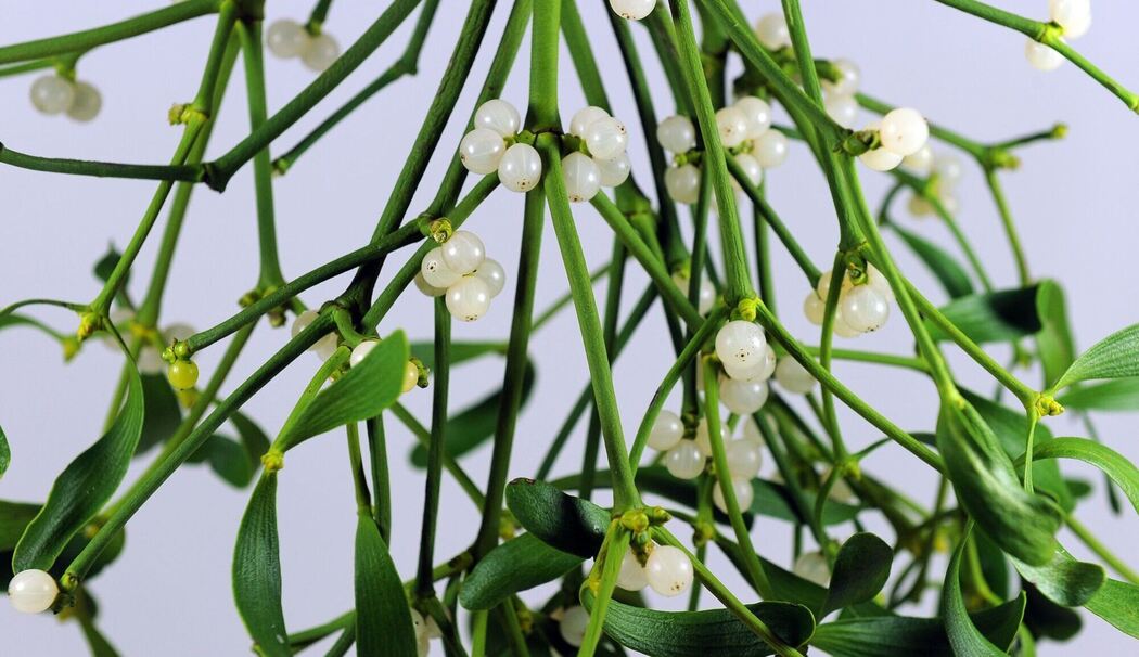 Mistelzweige mit Beeren