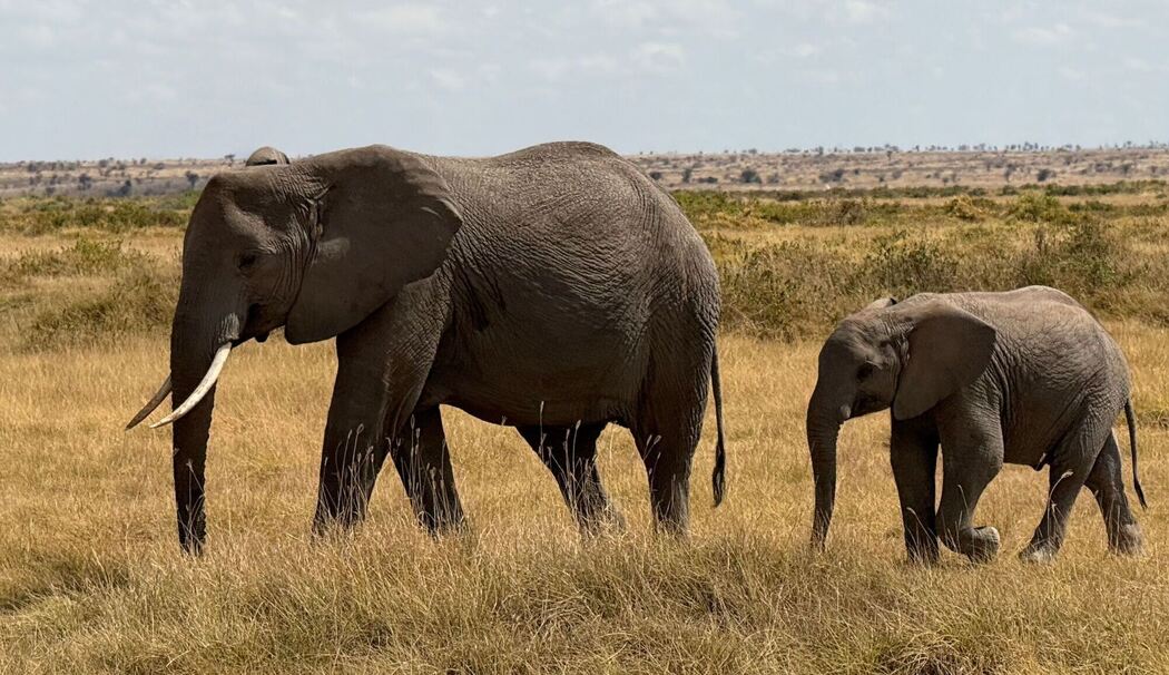 Elefanten im Amboseli-Nationalpark