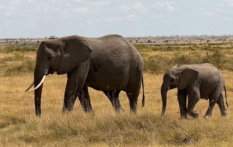 Elefanten im Amboseli-Nationalpark