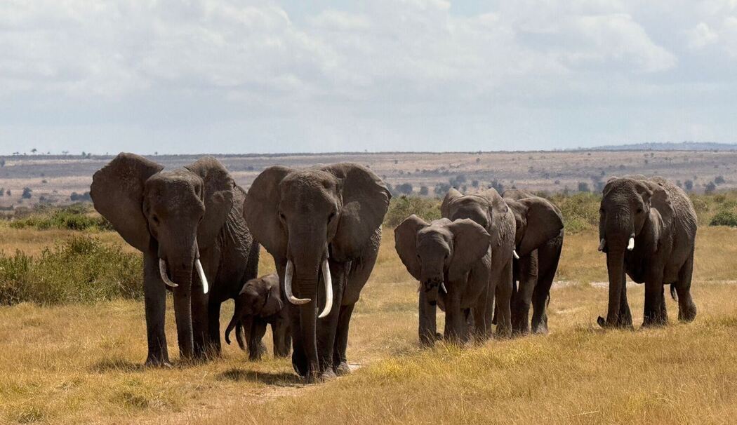 Elefanten im Amboseli-Nationalpark