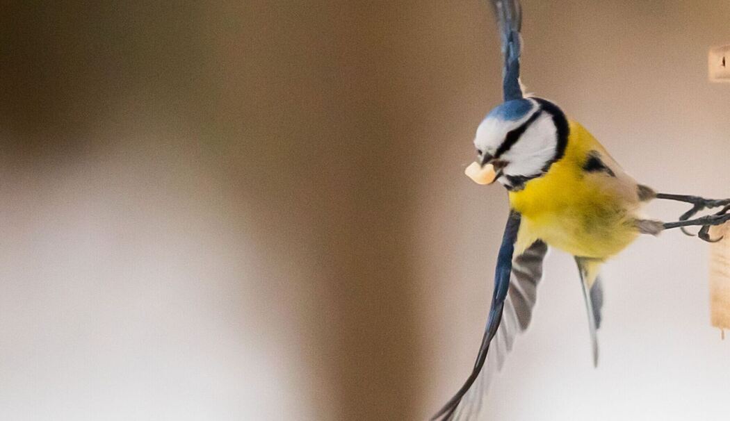 Eine Blaumeise an einer Vogelfutter-Station