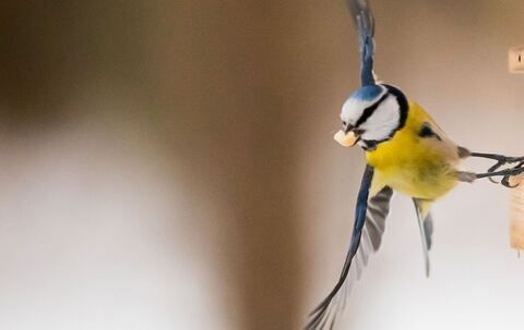 Eine Blaumeise an einer Vogelfutter-Station