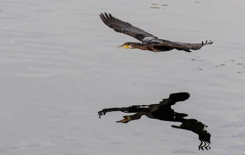 Kormorane am Bodensee