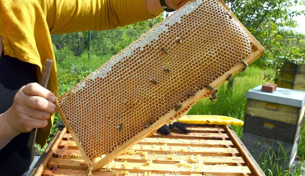 Hobbyimkerin im Süden Leipzigs