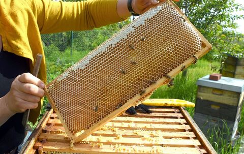 Hobbyimkerin im Süden Leipzigs