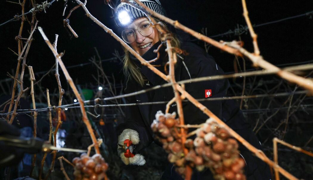 Eisweinlese in Franken