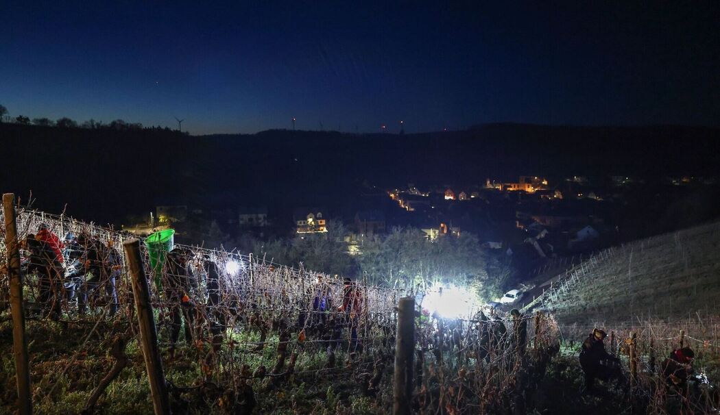 Eisweinlese in Franken