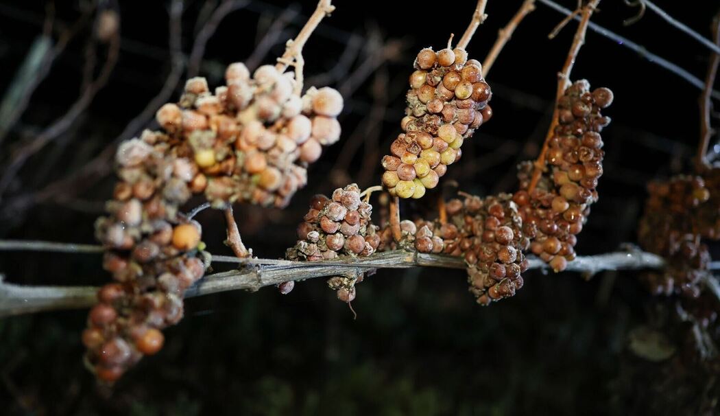 Eisweinlese in Franken