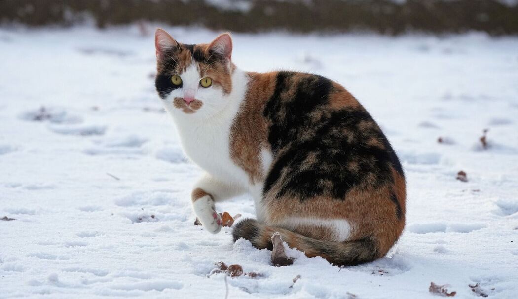 Katze im Winter