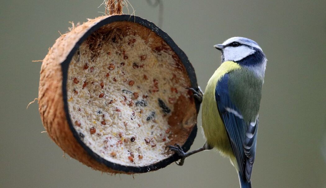 Meisen an einer mit Vogelfutter gefüllten Kokosnuss