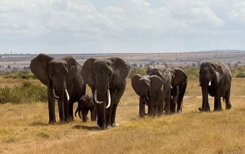 Elefanten im Amboseli-Nationalpark