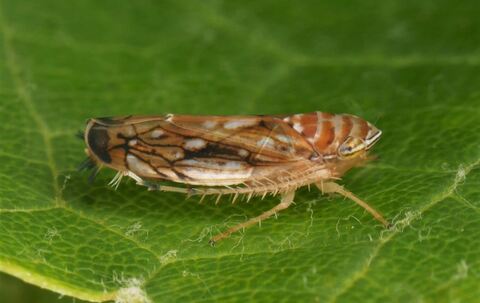 Rebkrankheit - Amerikanische Rebzikade