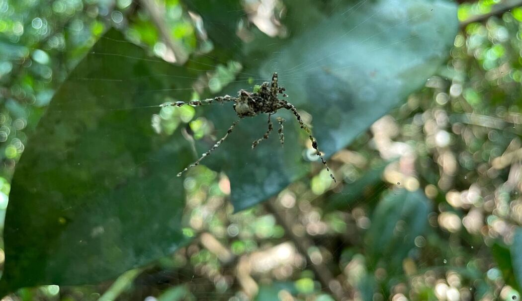 Feinde mit riesigem Doppelgänger ablenken Feinde mit riesigem Doppelgänger ablenken