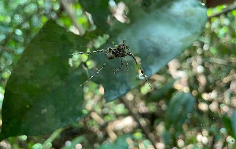 Feinde mit riesigem Doppelgänger ablenken