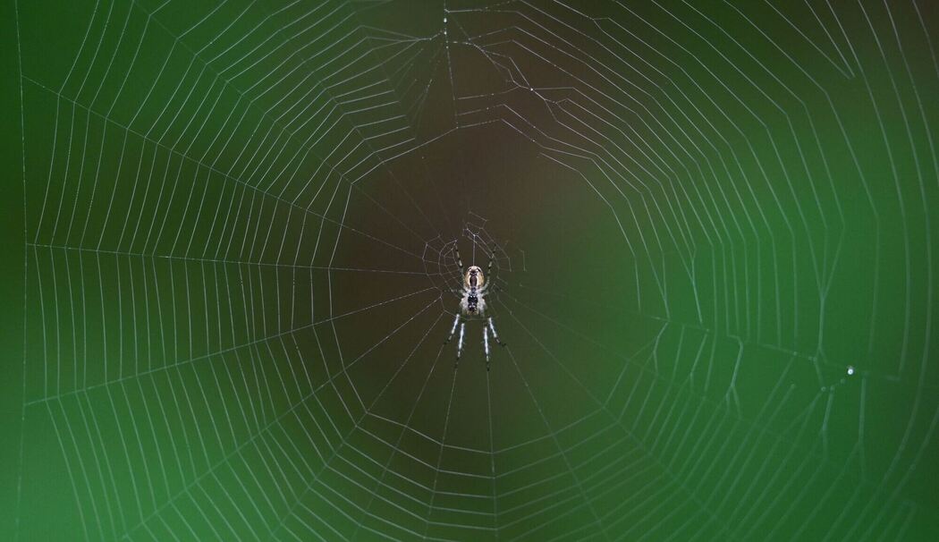 Spinnennetz Spinnennetz