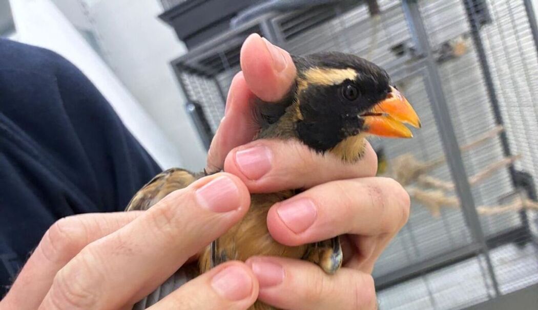 Singvögel am Flughafen München entdeckt Singvögel am Flughafen München entdeckt