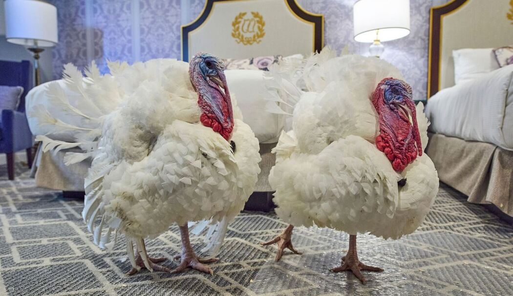 Vom US-Präsidenten begnadigte Truthähne Waddle und Gobble Vom US-Präsidenten begnadigte Truthähne Waddle und Gobble