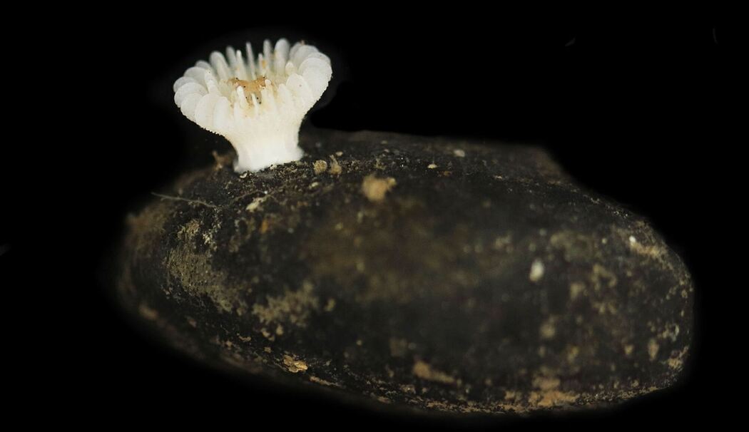 Neue Tiefseekoralle lebt nur auf Manganknollen Neue Tiefseekoralle lebt nur auf Manganknollen