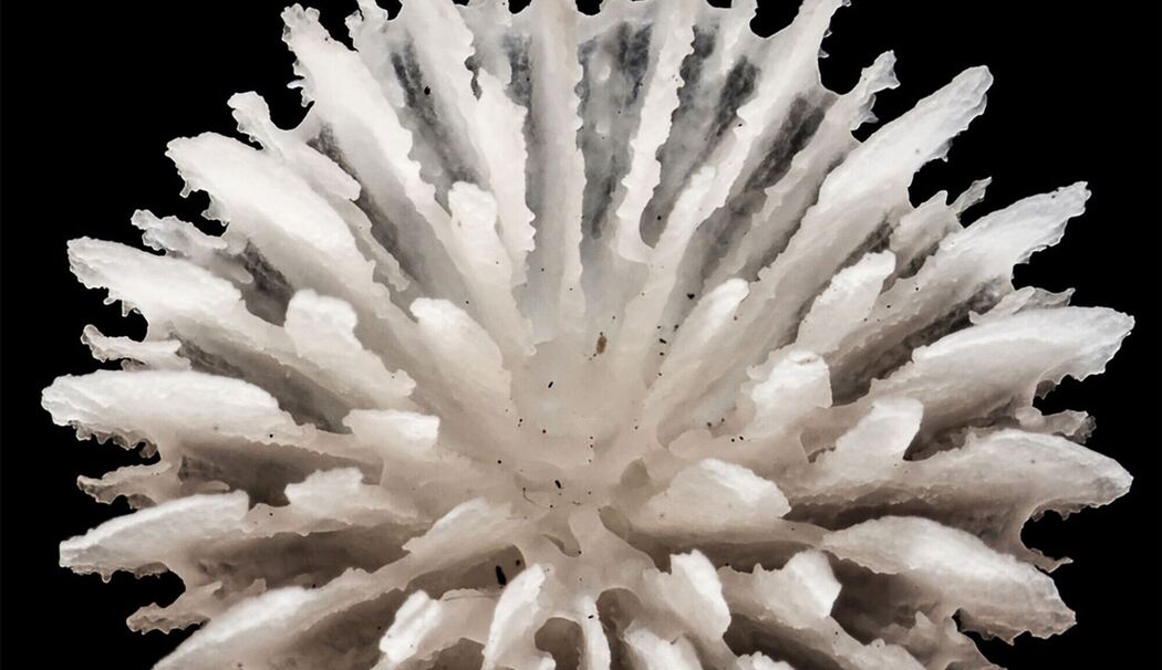 Neue Tiefseekoralle lebt nur auf Manganknollen Neue Tiefseekoralle lebt nur auf Manganknollen