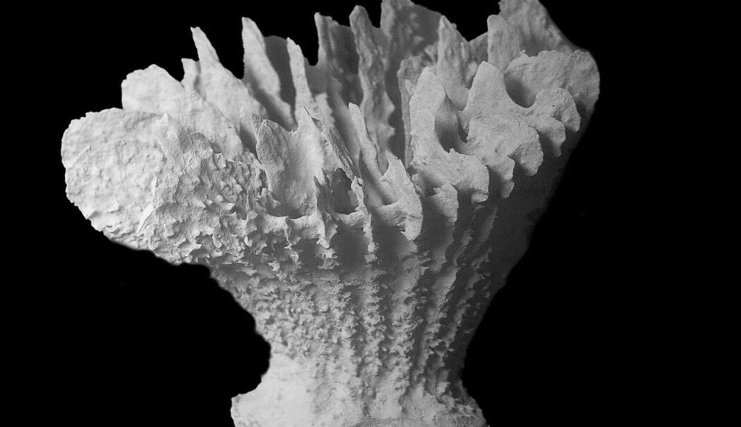Neue Tiefseekoralle lebt nur auf Manganknollen Neue Tiefseekoralle lebt nur auf Manganknollen