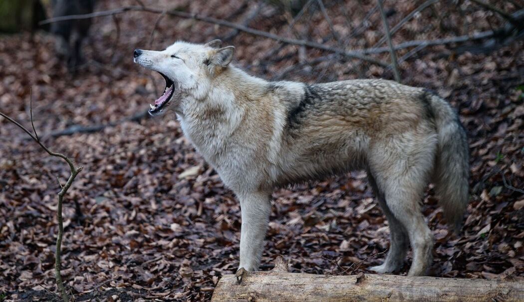 KINA - Wolf im Hundepelz KINA - Wolf im Hundepelz