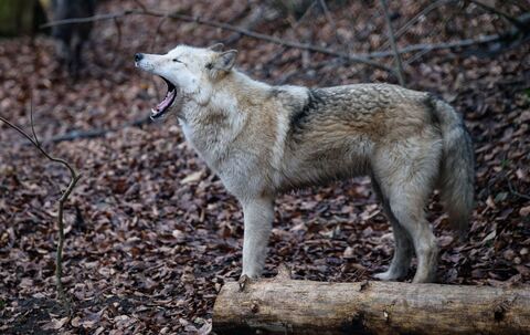 KINA - Wolf im Hundepelz