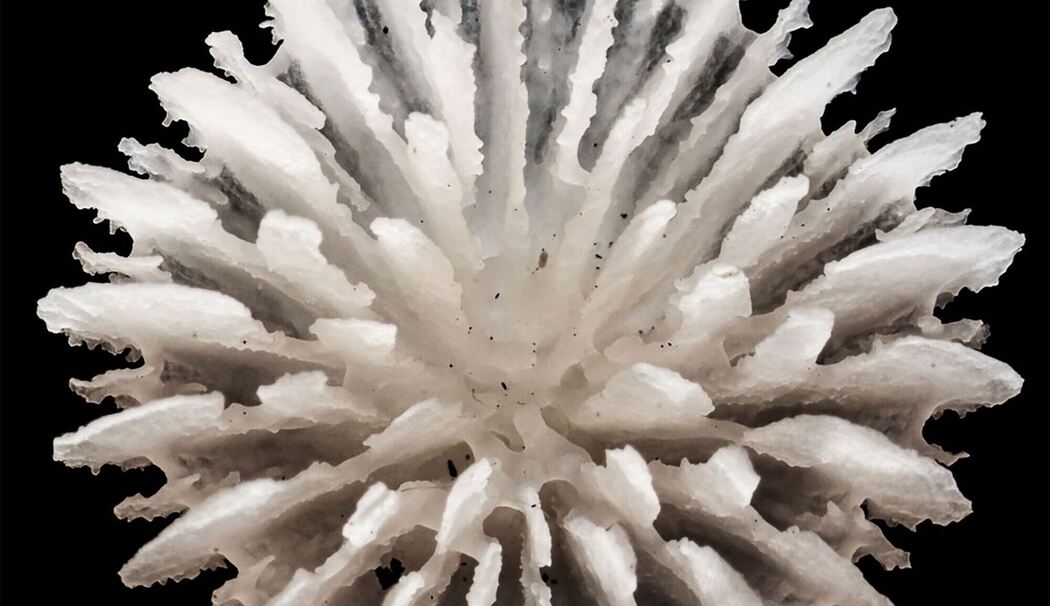 Neue Tiefseekoralle lebt nur auf Manganknollen