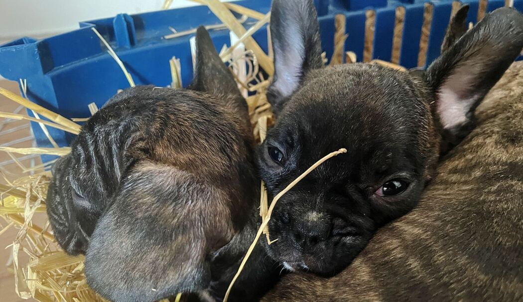 Illegaler Welpenhandel