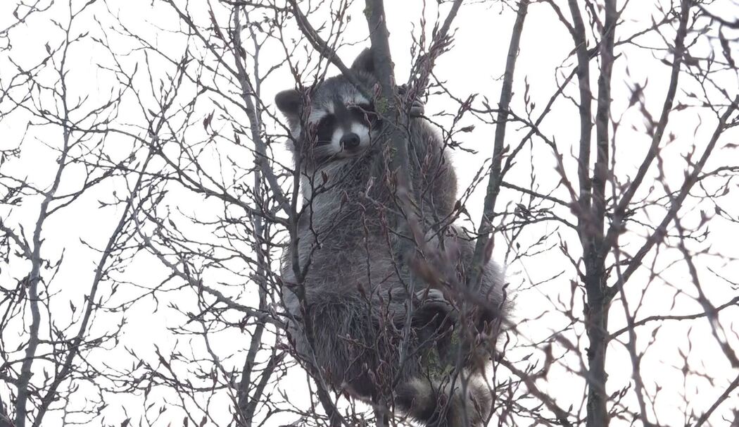Waschbär im Baum sorgt für Aufsehen