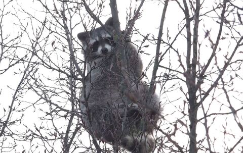 Waschbär im Baum sorgt für Aufsehen