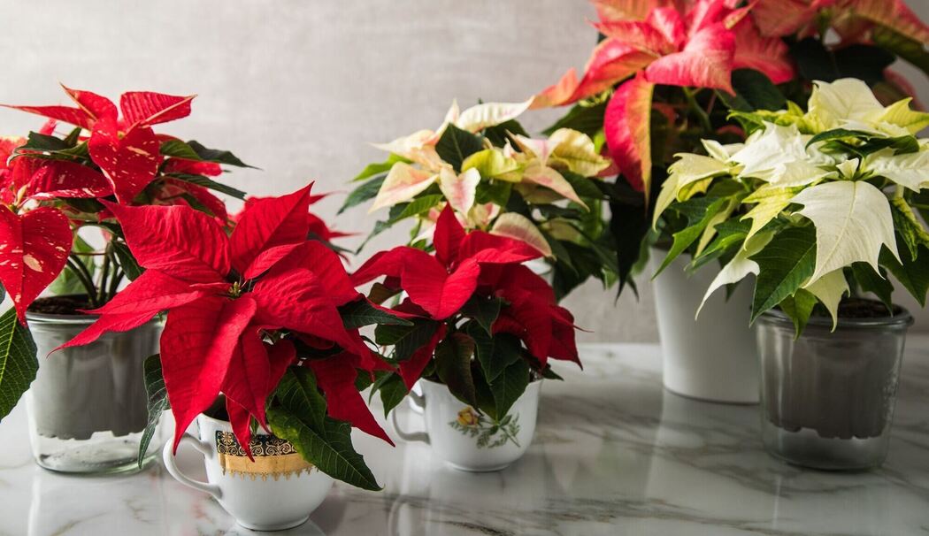 Weihnachtssterne (Euphorbia pulcherrima) stehen auf einem Tisch Weihnachtssterne (Euphorbia pulcherrima) stehen auf einem Tisch