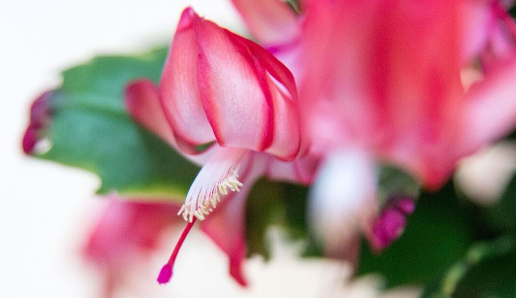 Blühender Weihnachtskaktus (Schlumbergera) Blühender Weihnachtskaktus (Schlumbergera)