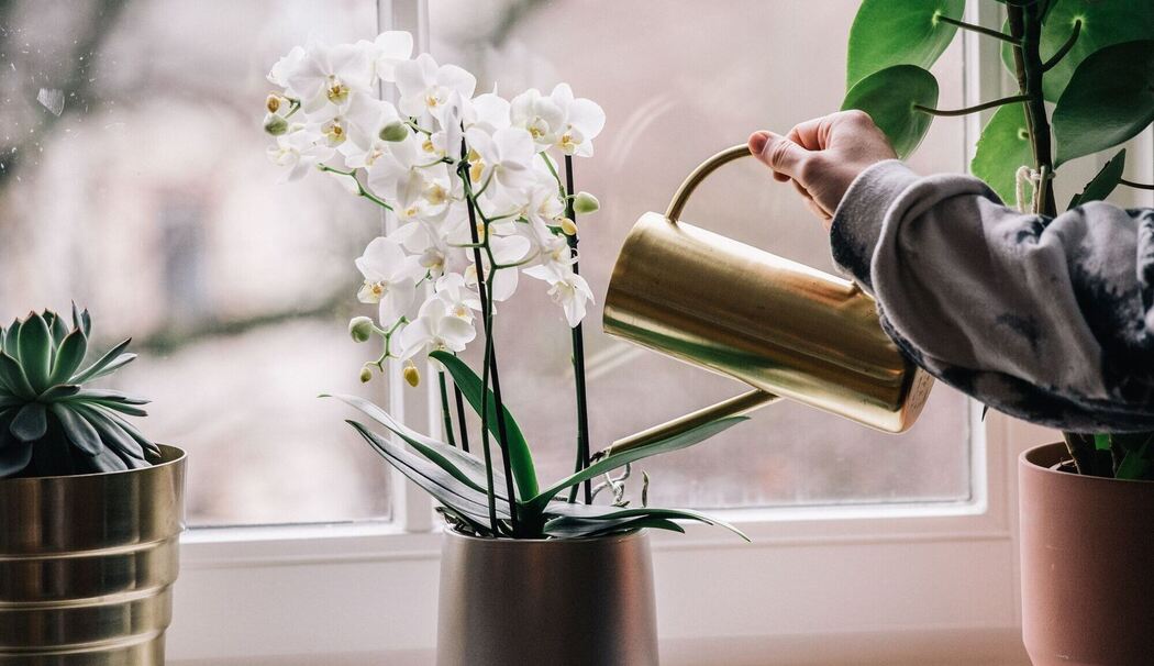 Frau gießt eine Phalaenopsis Frau gießt eine Phalaenopsis