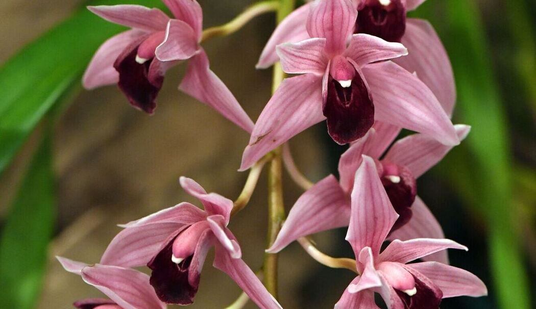 Orchidee Cymbidium «Million Veil» Orchidee Cymbidium «Million Veil»