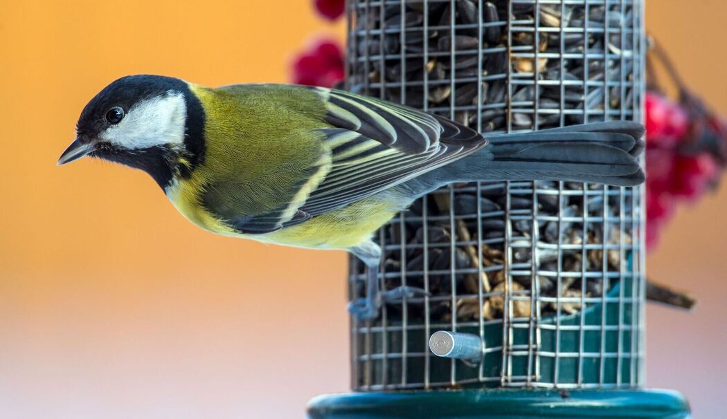 Kohlmeise sitzt an einer Futterstelle