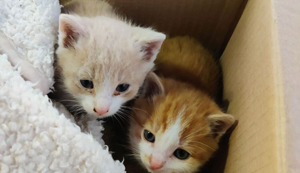Paar rettet Kätzchen aus der Kälte