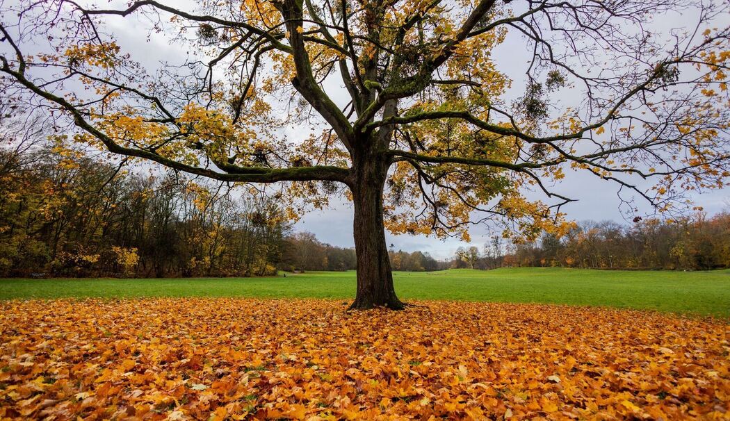 Herbst in Köln Herbst in Köln