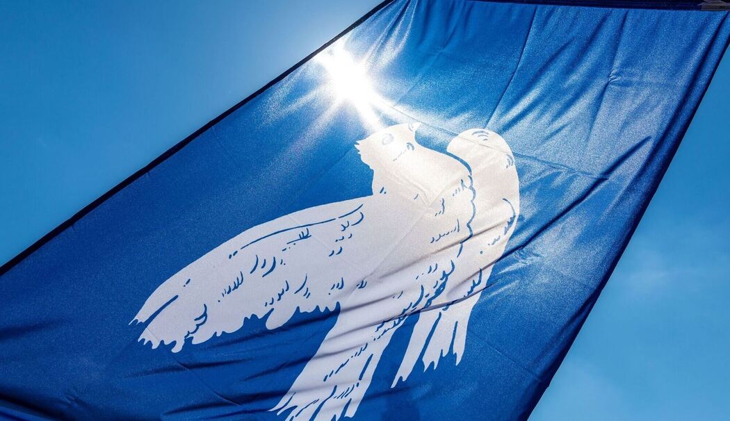 Friedenstaube Friedenstaube