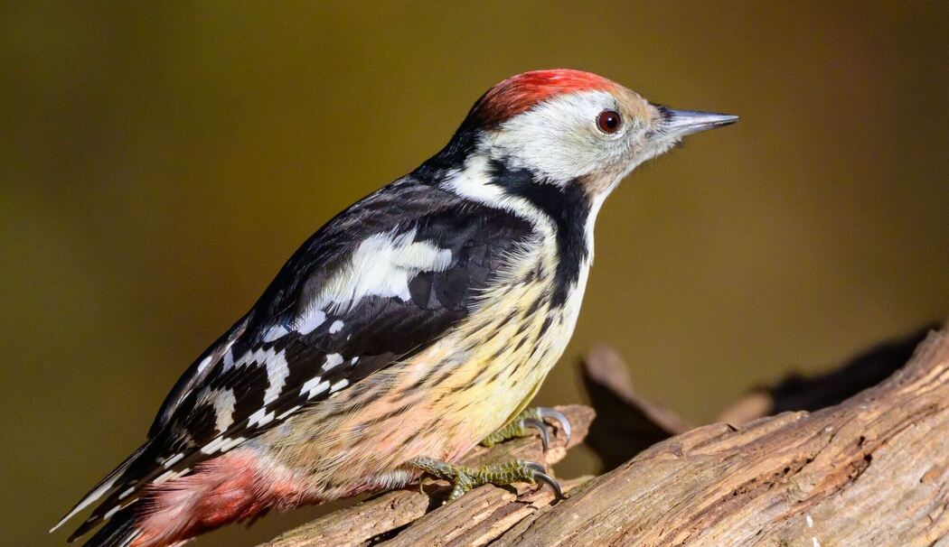 Der Mittelspecht mag naturnahe Wälder Der Mittelspecht mag naturnahe Wälder