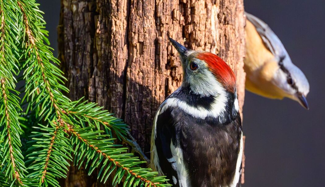 Ein Charaktervogel naturnaher Wälder Ein Charaktervogel naturnaher Wälder