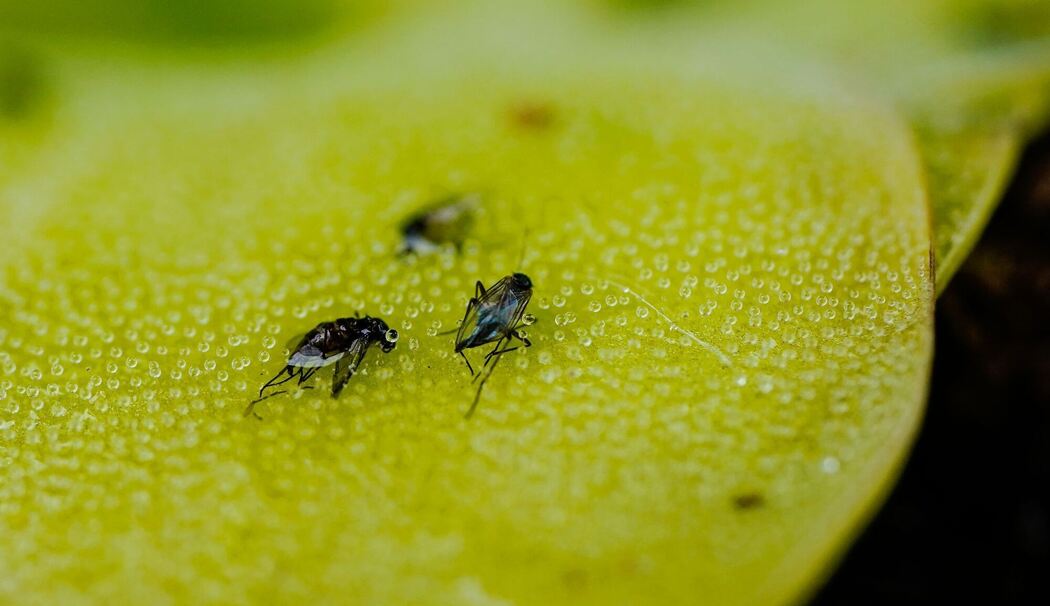 Fruchtfliegen