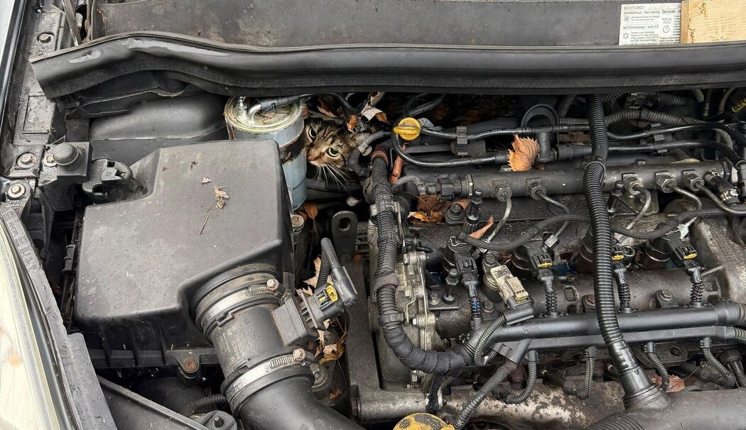 Katze aus Motorraum befreit Katze aus Motorraum befreit