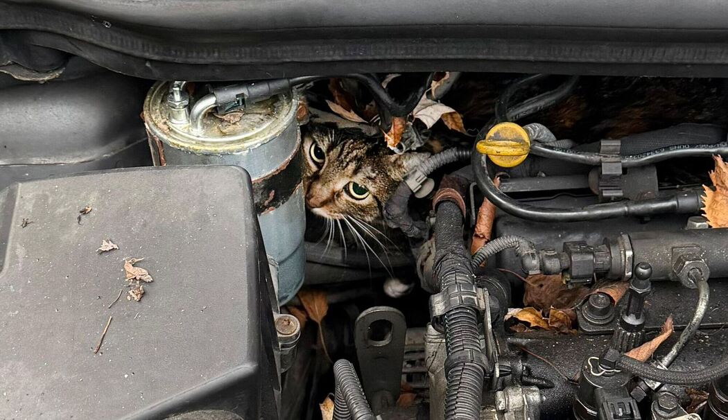 Katze aus Motorraum befreit Katze aus Motorraum befreit